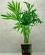 Chamaedorea Elegans Palm 6 X 5cm Pots Chamaedorea Elegans Palm 6 X 5cm Pots
