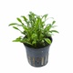 Cryptocoryne Parva 6 X 5cm Pots Cryptocoryne Parva 6 X 5cm Pots