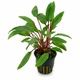 Cryptocoryne Beckettii Petchii 6 X 5cm Pots Cryptocoryne Beckettii Petchii 6 X 5cm Pots