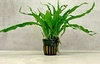 Microsorum Pteropus Mini Petite Live Aquarium Tropical Plant Microsorum Pteropus Mini Petite Live Aquarium Tropical Plant