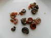 2 x Aquarium Mixed Ramshorn Snails 2 x Aquarium Mixed Ramshorn Snails