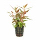 Alternanthera Reineckii 6 X 5cm Pots Alternanthera Reineckii 6 X 5cm Pots