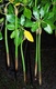 Red Mangrove Plants 6-12" long X 3 Red Mangrove Plants 6-12" long X 3