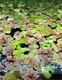 Red Root Floater Phyllanthus Fluitans X 5 Red Root Floater Phyllanthus Fluitans X 5