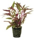 Alternanthera Rosaefolia 6 X 5cm Pots Alternanthera Rosaefolia 6 X 5cm Pots