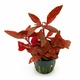 Alternanthera Rosaefolia Rosanervig 6 X 5cm Pots Alternanthera Rosaefolia Rosanervig 6 X 5cm Pots
