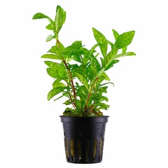 Hygrophila Polysperma Rosanervig Live Hygrophila Polysperma Rosanervig Live