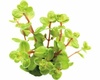 Rotala Rotundifolia Orange Juice Live Aquarium Tropical Plants Rotala Rotundifolia Orange Juice Live Aquarium Tropical Plants