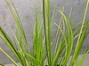 Acorus Gramineus Ogon Golden Japenese Sweet Flag 1L Acorus Gramineus Ogon Golden Japenese Sweet Flag 1L
