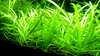 Sagittaria Subulata Potted Quality Dwarf Live