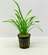 Sagittaria Platyphylla Delta Arrowhead Chilensis Sagittaria Platyphylla Delta Arrowhead Chilensis