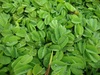 Salvinia Auriculata Live Aquarium Pond X 10 Salvinia Auriculata Live Aquarium Pond X 10