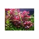 Alternanthera Sessilis 6 X 5cm Pots Alternanthera Sessilis 6 X 5cm Pots