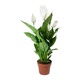 Peace Lily Spathiphyllum Wallisii White Sails Peace Lily Spathiphyllum Wallisii White Sails