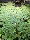 Salvinia Minima Live Plant X 10 Salvinia Minima Live Plant X 10