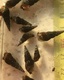 Tadpole Bladder Snails X 20 Physella Acuta