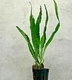 Microsorum Pteropus Minor Narrow Leaves Live Aquarium Plant Microsorum Pteropus Minor Narrow Leaves Live Aquarium Plant