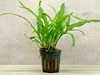 Microsorum Pteropus 'Trident' Aquarium Plant Microsorum Pteropus 'Trident' Aquarium Plant