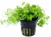 Hydrocotyle Tripartita Japan Tropical Freshwater Aquarium Plant Hydrocotyle Tripartita Japan Tropical Freshwater Aquarium Plant