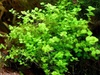 Micranthemum Umbrosum Giant Baby Tears Micranthemum Umbrosum Giant Baby Tears