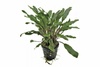 Cryptocoryne Undulatus 6 X 5cm Pots Cryptocoryne Undulatus 6 X 5cm Pots