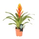 Vriesea Flaming Sword Bromeliad House Plant Vriesea Flaming Sword Bromeliad House Plant