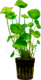 Hydrocotyle Vulgaris Live Tropical Freshwater Pond Hydrocotyle Vulgaris Live Tropical Freshwater Pond