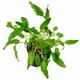 Cryptocoryne Walkeri 6 X 5cm Pots Cryptocoryne Walkeri 6 X 5cm Pots