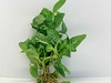 Fittonia Verschaffeltii Nerve Plant WHITE 6 X 5cm Pots Fittonia Verschaffeltii Nerve Plant WHITE 6 X 5cm Pots