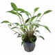 Cryptocoryne Willisii 6 X 5cm Pots Cryptocoryne Willisii 6 X 5cm Pots